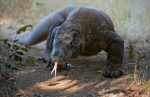 One Day Trip to Komodo